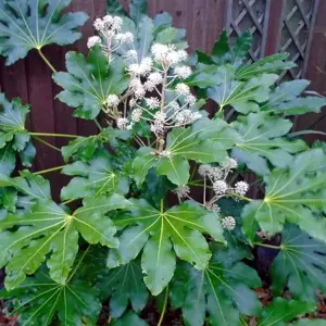 Fatsia japonica